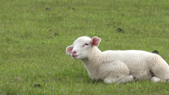 white lamb lying on meadow and chew