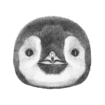 Portrait of Penguin. Hand drawn illustration.