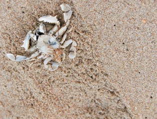 Dead Crabs on the Sand