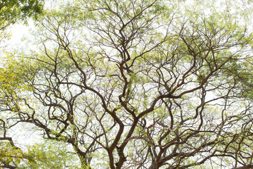 Tree branches with afternoon sunshine.