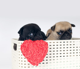Pug puppies in a box