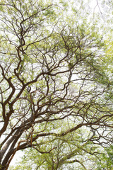 Tree branches with afternoon sunshine.