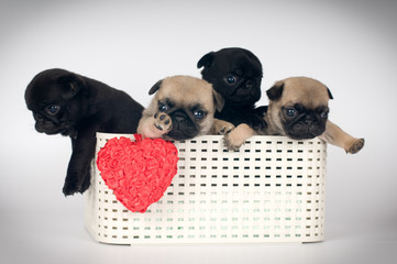Pug puppies in a box