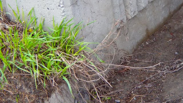 gazon et b&eacute;ton