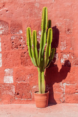 Cactus in Santa Catalina monastery in Arequipa, Peru