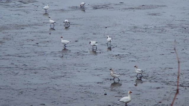 Oies des neiges