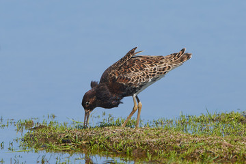 Ruff (Philomachus pugnax)