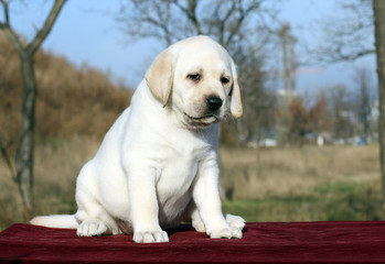 the little labrador puppy on a red background