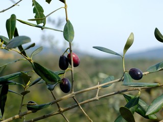 Azeitonas - Vinci - Toscana - Itália