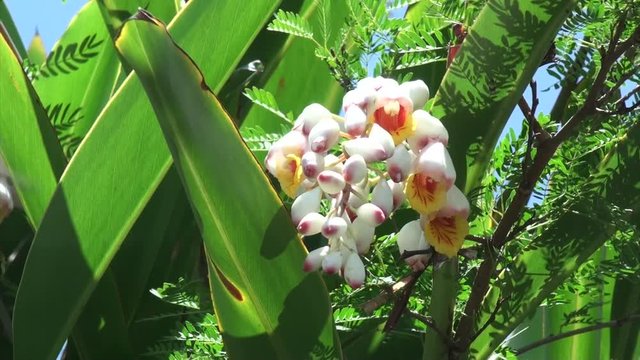 風にゆれる月桃の花