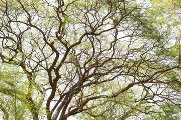Tree branches with afternoon sunshine.