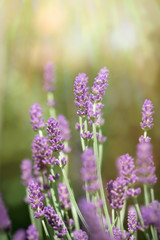 Lavender flower - beautiful lavender buds