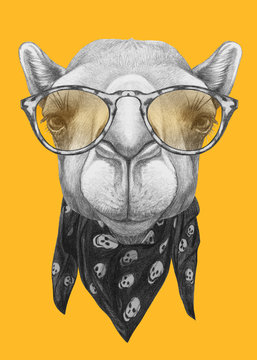 Portrait of Camel with glasses and scarf. Hand drawn illustration.