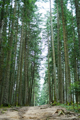 Footpath in the coniferous wood