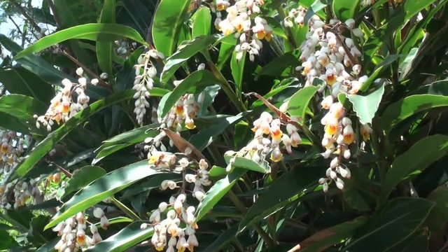 風にゆれる月桃の花