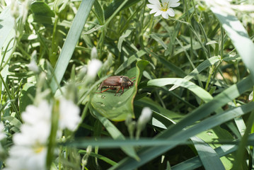 beetle climbing up a blade of grass, may beetle climbing a blade of grass