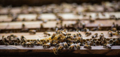 bee