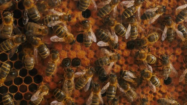 abeilles dans la ruche (4k)