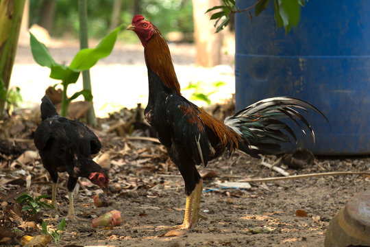 Thai gamecock  or fighting cock  .