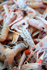 Raw crabs and shrimps