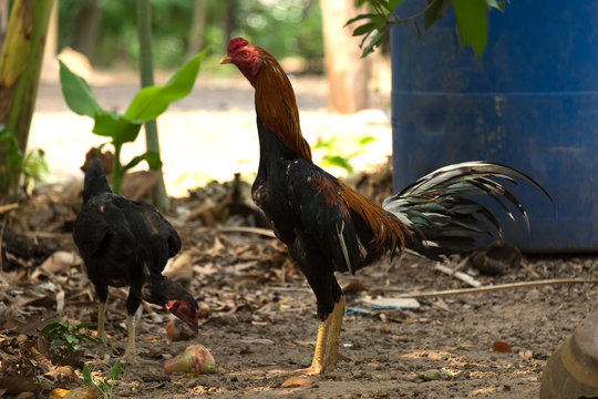 Thai gamecock  or fighting cock  .