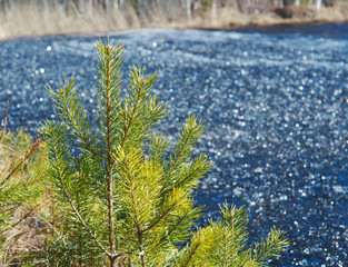 icy slush on the water of the lake
