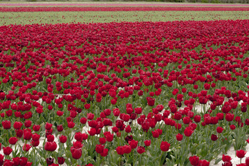 champ de tulipes rouge