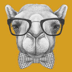 Portrait of Camel with glasses and bow tie. Hand drawn illustration.