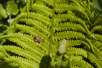 Fototapeta na wymiar Fern a green plant in sunlight, background