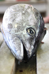 Closeup view of a fish head
