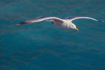 Moewe im Flug