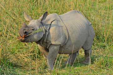 Naklejka premium Indian rhinoceros in Kaziranga National Park 