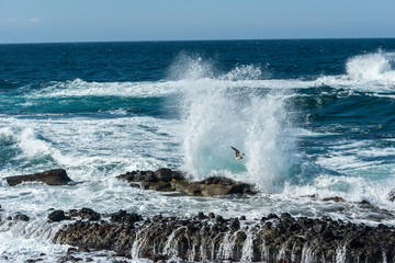 Fototapeta premium 日本海の波