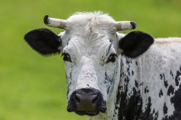 Portrait de vache Vosgienne