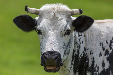 Portrait de vache Vosgienne