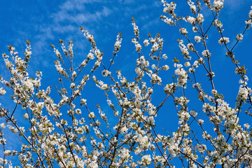 Blooming cherry tree