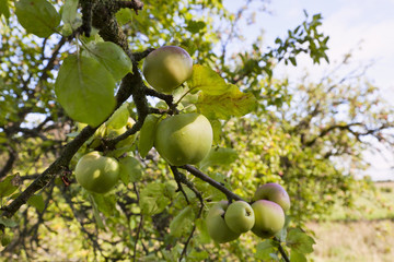 Apple tree