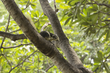 Squirrel  scratching hair on a tree at a park.