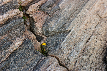 Wildflowers in a rock crevice