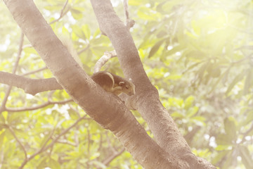 Squirrel  scratching hair on a tree at a park. With warm and sof