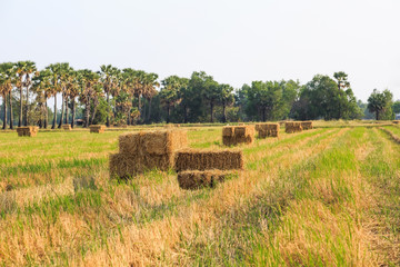 Rice straw bale