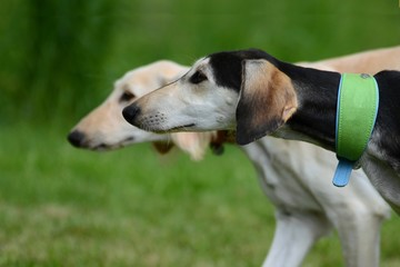 zwei Saluki Welpen