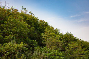 Obraz na płótnie Canvas Green foliage on blue background