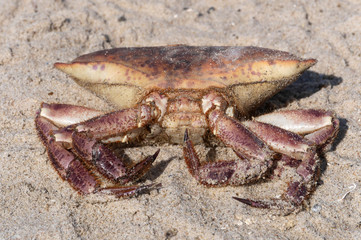 Krabbe