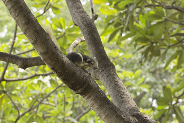 Squirrel  scratching hair on a tree at a park.