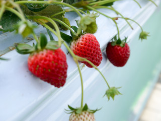 Strawberry picking