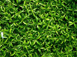green leaf background
