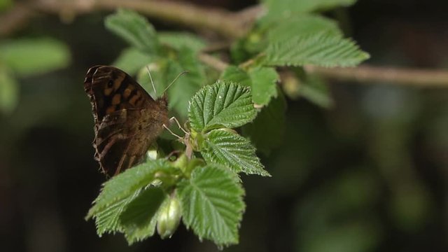 papillon marron sur une ronce