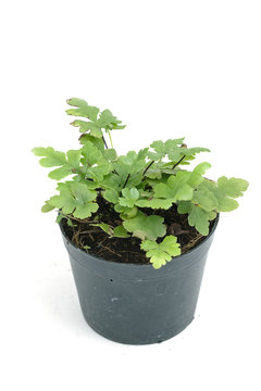 fern,house plant in a pot on white background