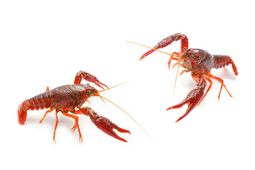 Red crayfish fighting on white background © praisaeng